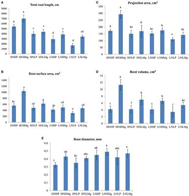 Interactive Effects of Nutrients and Bradyrhizobium japonicum on the Growth and Root Architecture of Soybean (Glycine max L.)